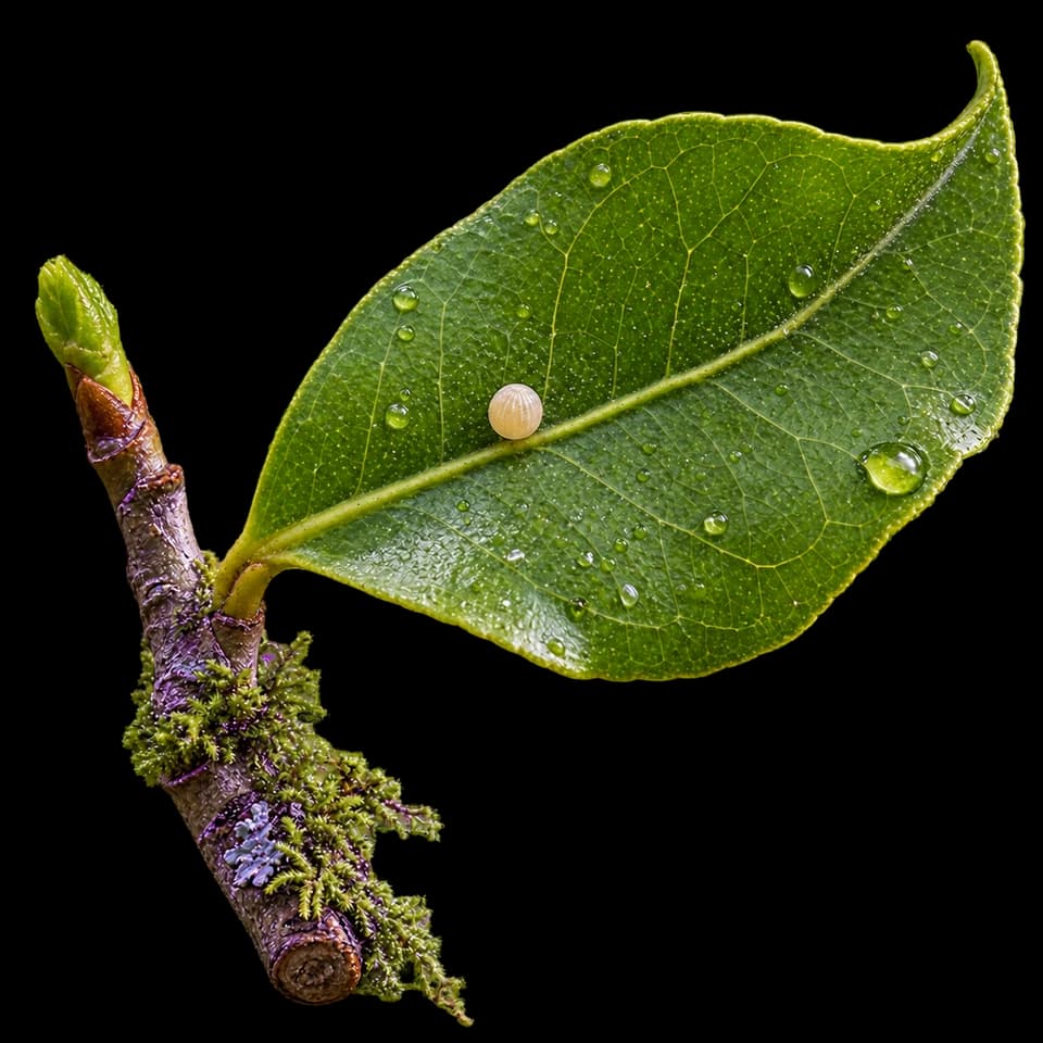 A butterfly egg on a green leaf beside a mossy branch with purple lichen