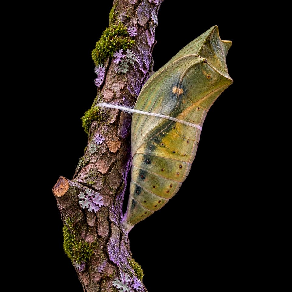 A green chrysalis attached to bark with moss and lavender lichen